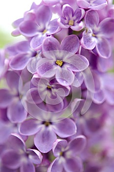 Branch of a blossoming lilac