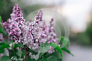 Branch of blossoming lilac in a spring garden