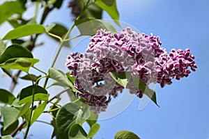 Branch of the blossoming lilac (Syringa L.), a grade Sensation (