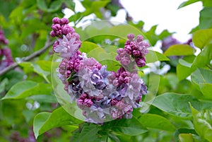 The branch of blossoming lilac Syringa vulgaris in the city botanic garden