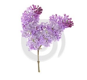 Branch of blossoming lilac on white background