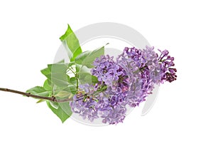 Branch of blossoming lilac on white background