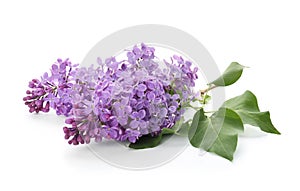 Branch of blossoming lilac on white background