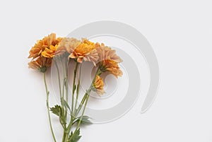 Branch of a blossoming orange chrysanthemum isolated on a white background