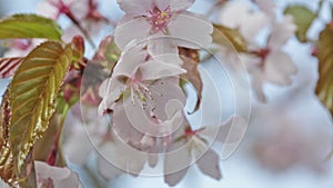 Branch of blossoming Oriental cherry sakura