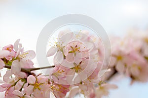 Branch of blossoming Oriental cherry sakura