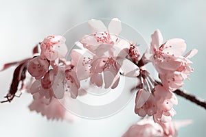 Branch of blossoming Oriental cherry sakura