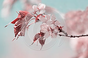 Branch of blossoming Oriental cherry sakura