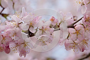 Branch of the blossoming Oriental cherry sakura