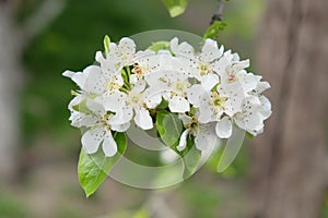 A branch of a blossoming pear tree. Inflorescence of white pear flowers in spring