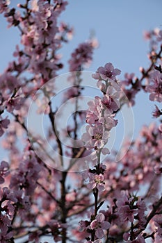 A branch of a blossoming pear tree with pink little flowers. Delicate flowering and the heady scent of spring.