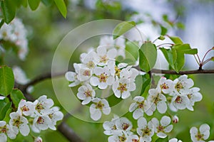 A branch of a blossoming pear tree with white little flowers. Delicate flowering and the heady scent of spring photo