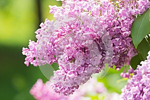 Branch of blossoming pink lilac