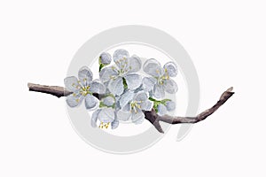 Branch of blossoming plum vector watercolor. Cherry blossom, spring apple