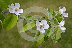 Branch of a blossoming quince of oblong (Cydonia oblonga)