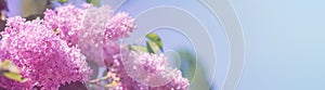 Branch of blossoming Syringa vulgaris, the lilac or common lilac. Springtime landscape with bunch of violet flowers. Horizontal ba
