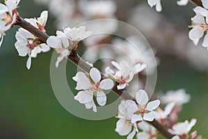 Branch of the blossoming tree