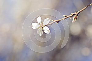 Branch of blossoming tree