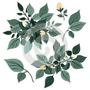 A branch of a blossoming tree. Leaves and flowers. Isolated vector botanical clip art element for design.