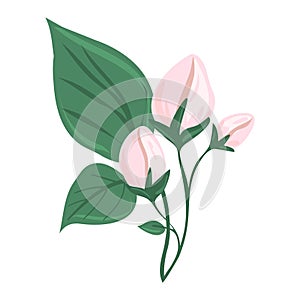 A branch of a blossoming tree. Leaves and flowers. Isolated vector botanical clip art element for design.