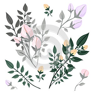 A branch of a blossoming tree. Leaves and flowers. Isolated vector botanical clip art element for design.