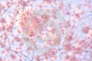 A branch of a blossoming tree with pink flowers against the blue sky. Spring flowering.