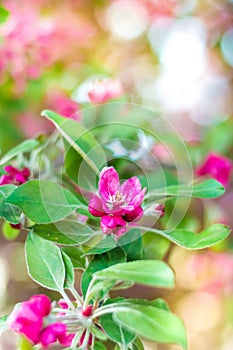 A branch of a blossoming tree with pink flowers close-up. Spring background