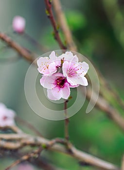 Branch of blossoming tree in spring