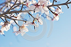 Branch of blossoming tree in spring