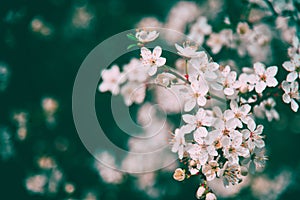 Branch of a blossoming tree in spring with beautiful white flowers, spring nature