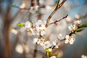 Branch of a blossoming tree in spring. How the fruit tree blossoms, apple, cherry, pear, plum. Close-up, texture of natural bark a