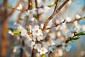 Branch of a blossoming tree in spring. How the fruit tree blossoms, apple, cherry, pear, plum. Close-up, texture of natural bark a