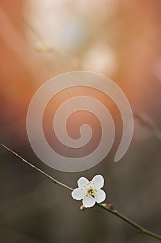 A branch of a blossoming tree with white flower against the sunny, bright sky. Spring flowering..