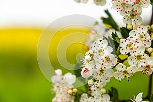 Branch of a blossoming tree with white flowers