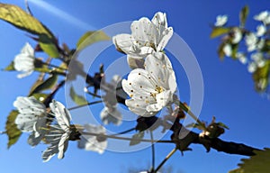 Branch of a blossoming tree with white flowers