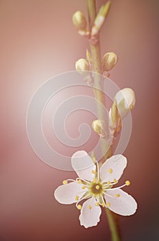 A branch of a blossoming tree with white flowers. Spring flowering.