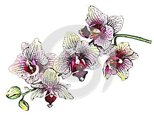 The branch of blossoming tropical pink flowers orchids, close-up Phalaenopsis, orchis.