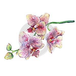 The branch of blossoming tropical pink flowers orchids, close-up Phalaenopsis, orchis.