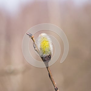 Branch of blossoming willow with catkin on bokeh background, selective focus, shallow DOF