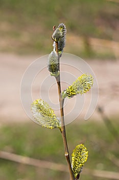 Branch of blossoming willow with catkins on bokeh background, selective focus, shallow DOF