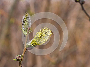 Branch of blossoming willow with catkins on bokeh background, selective focus, shallow DOF