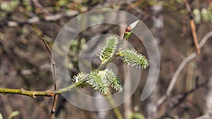 Branch of blossoming willow with catkins on bokeh background, selective focus, shallow DOF