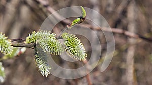 Branch of blossoming willow with catkins on bokeh background, selective focus, shallow DOF