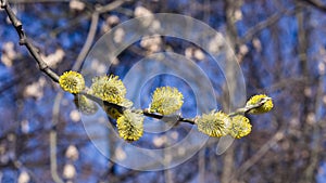 Branch of blossoming willow with catkins on bokeh background, selective focus, shallow DOF