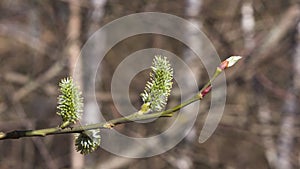 Branch of blossoming willow with catkins on bokeh background, selective focus, shallow DOF