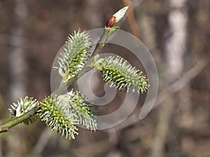 Branch of blossoming willow with catkins on bokeh background, selective focus, shallow DOF