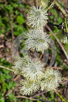 Branch of blossoming willow with catkins on bokeh background, selective focus, shallow DOF