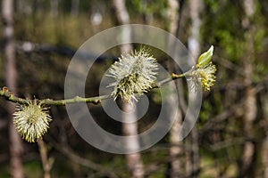 Branch of blossoming willow with catkins on bokeh background, selective focus, shallow DOF