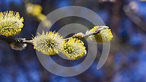 Branch of blossoming willow with catkins on bokeh background, selective focus, shallow DOF