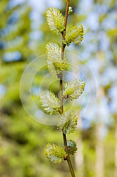 Branch of blossoming willow with catkins on bokeh background, selective focus, shallow DOF